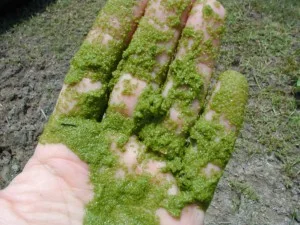 Algae