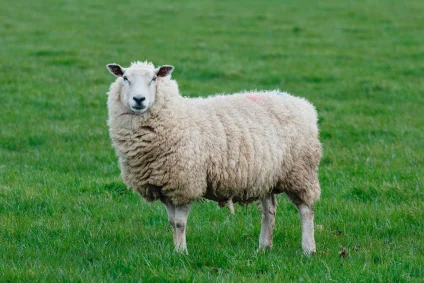 wool