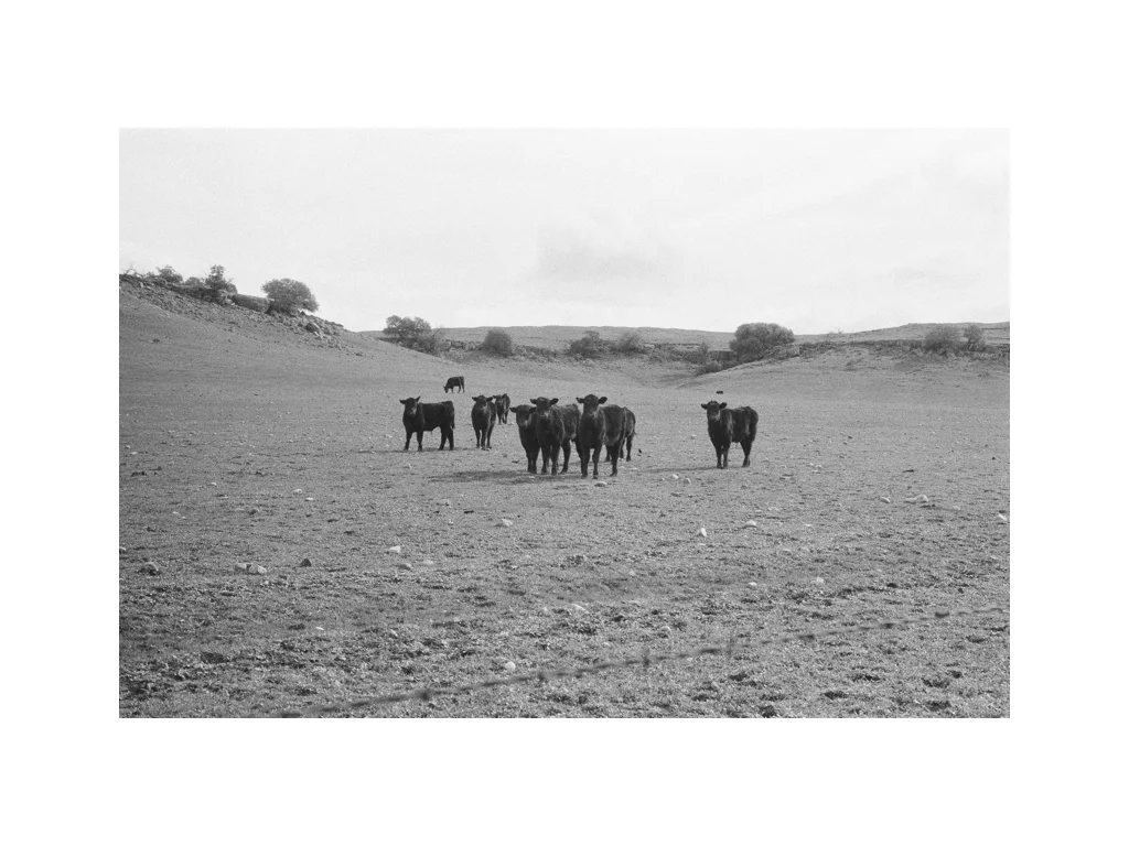  . . . a bunch of cows   