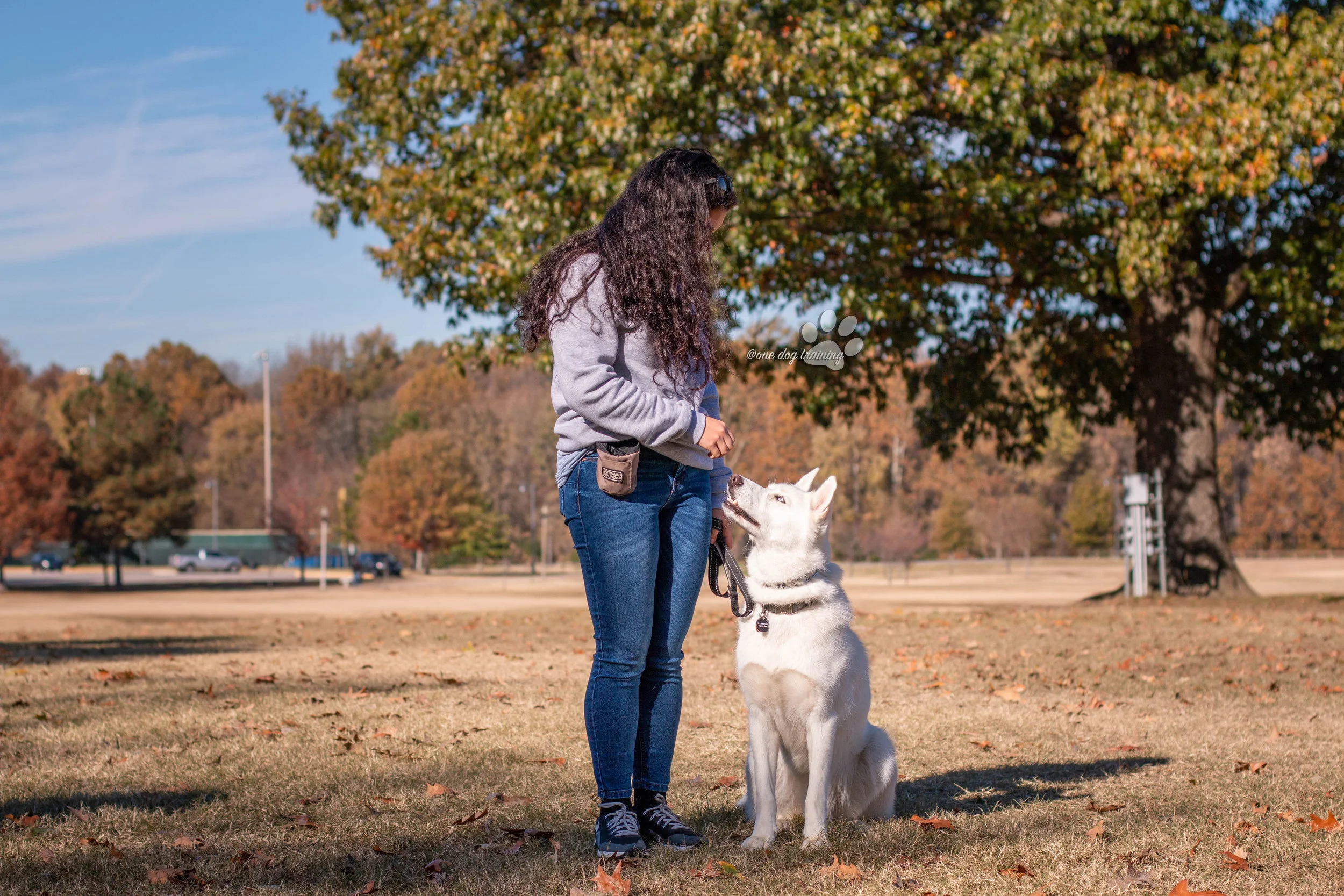 A trainer using treats to reward an attentive dog.
