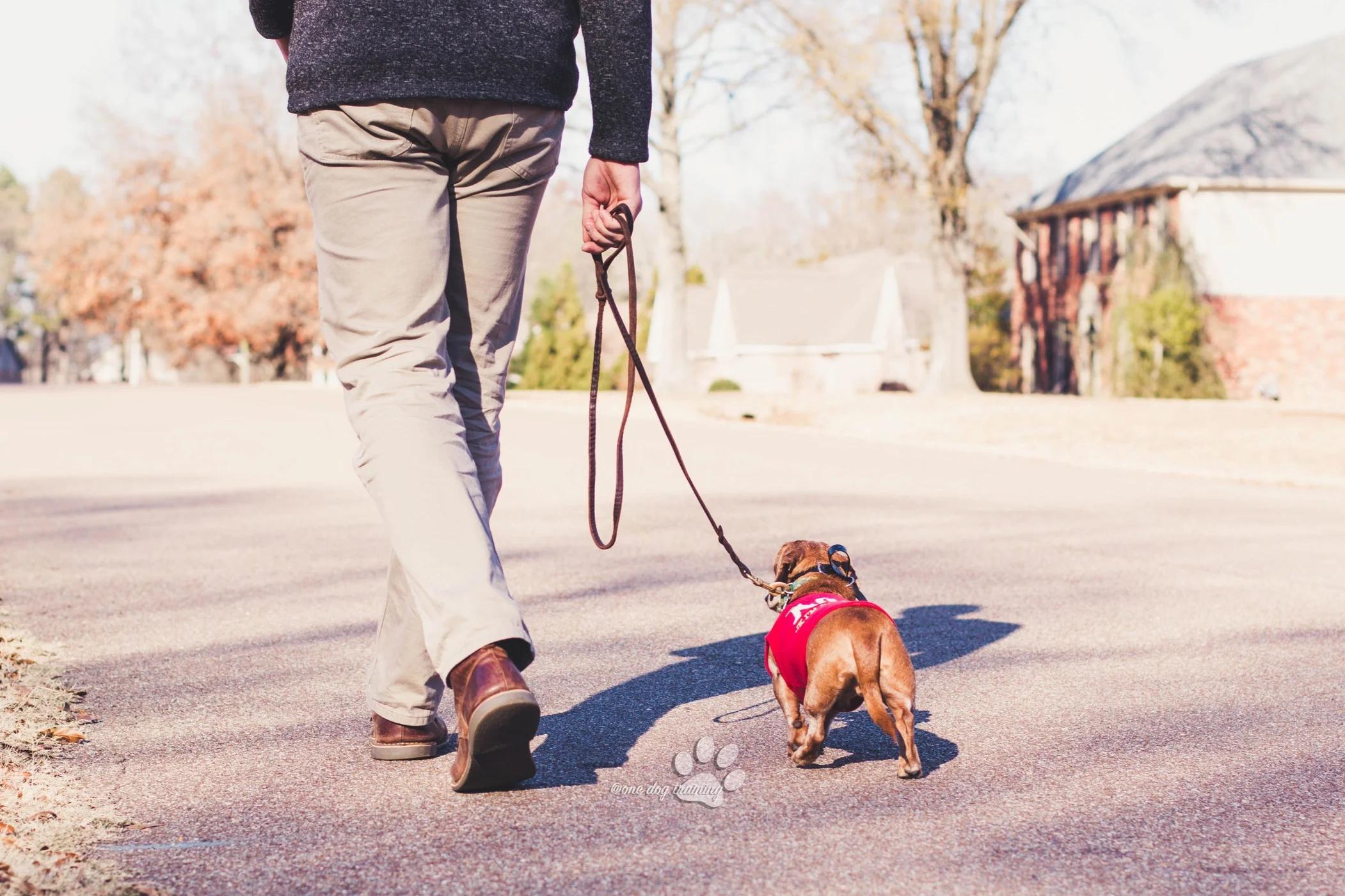 best_Dog_trainer_memphis