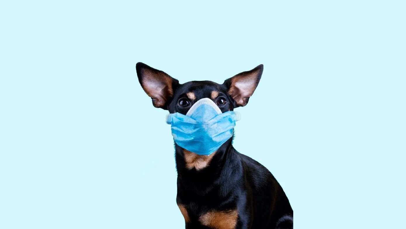 Quarantine Website Banner-02.jpeg