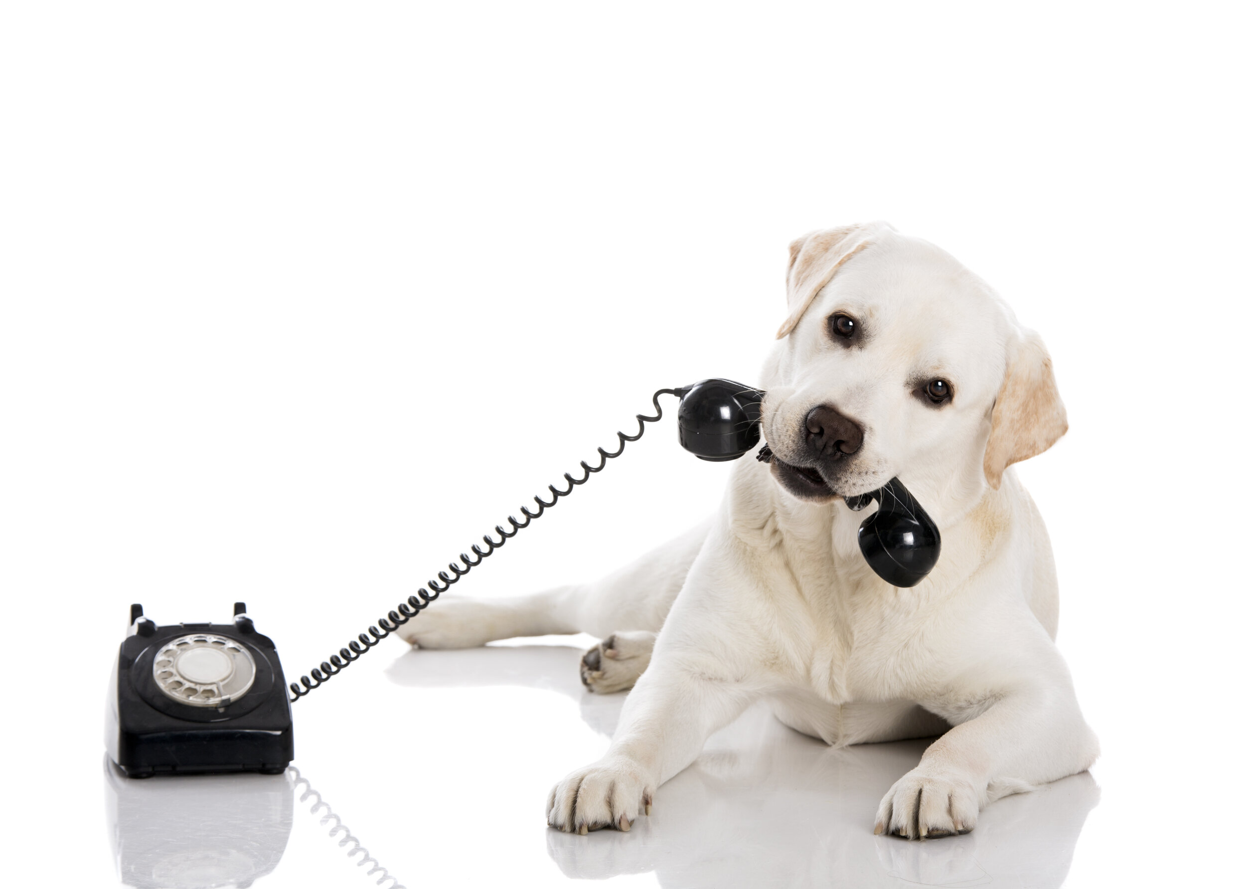 Dog_Schedule a Call.jpeg