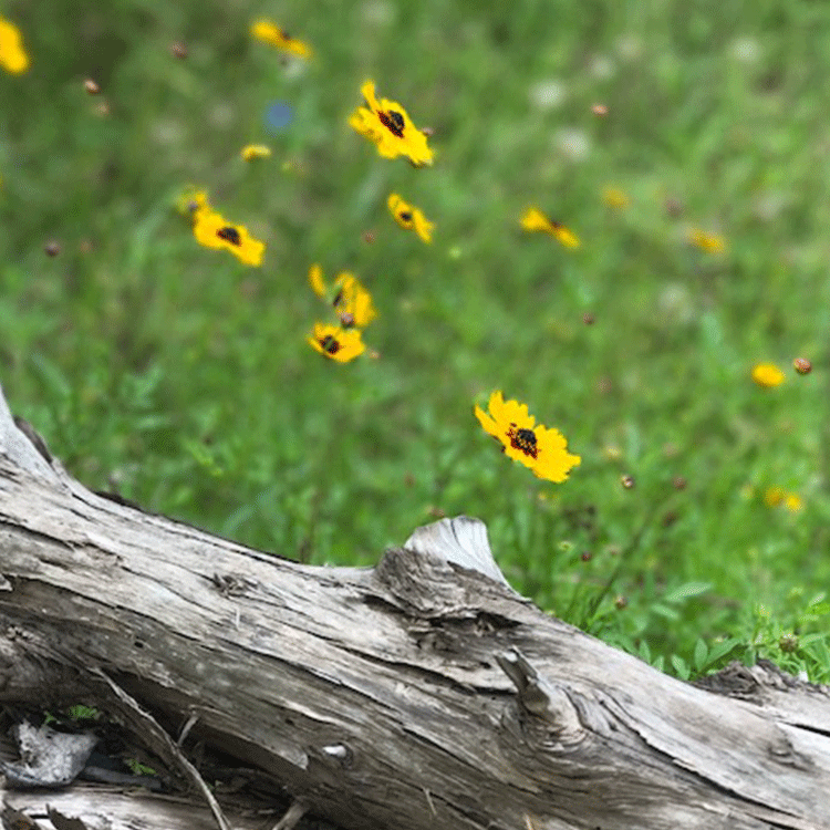 flower.gif