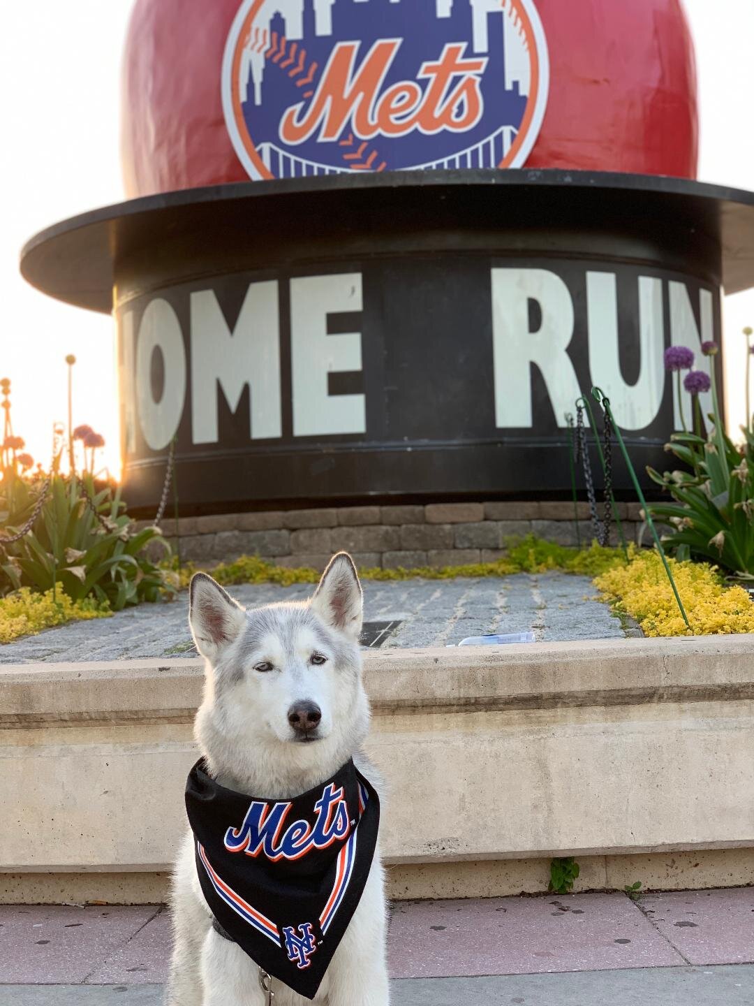 North Shore Animal League and the Mets — Beau The Rescue