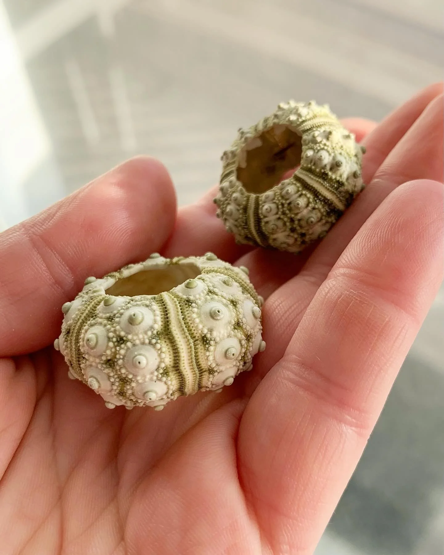 Welp resuscitating this account for the millionth time, included some of my current drawing inspiration. Things are about to wild #sealifeart #oceanart