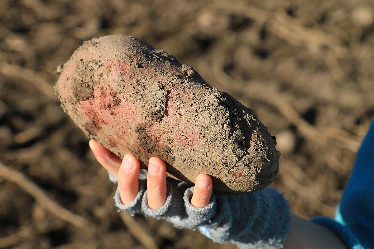 Woody Creek’s “seed to sip” distilling starts with the planting of rare potato seed varietals (like Polish Strobawa). Once harvested, potatoes immediately start being processed for vodka—without any storage time. Øyvind Holmstad | CC BY-SA 4.0