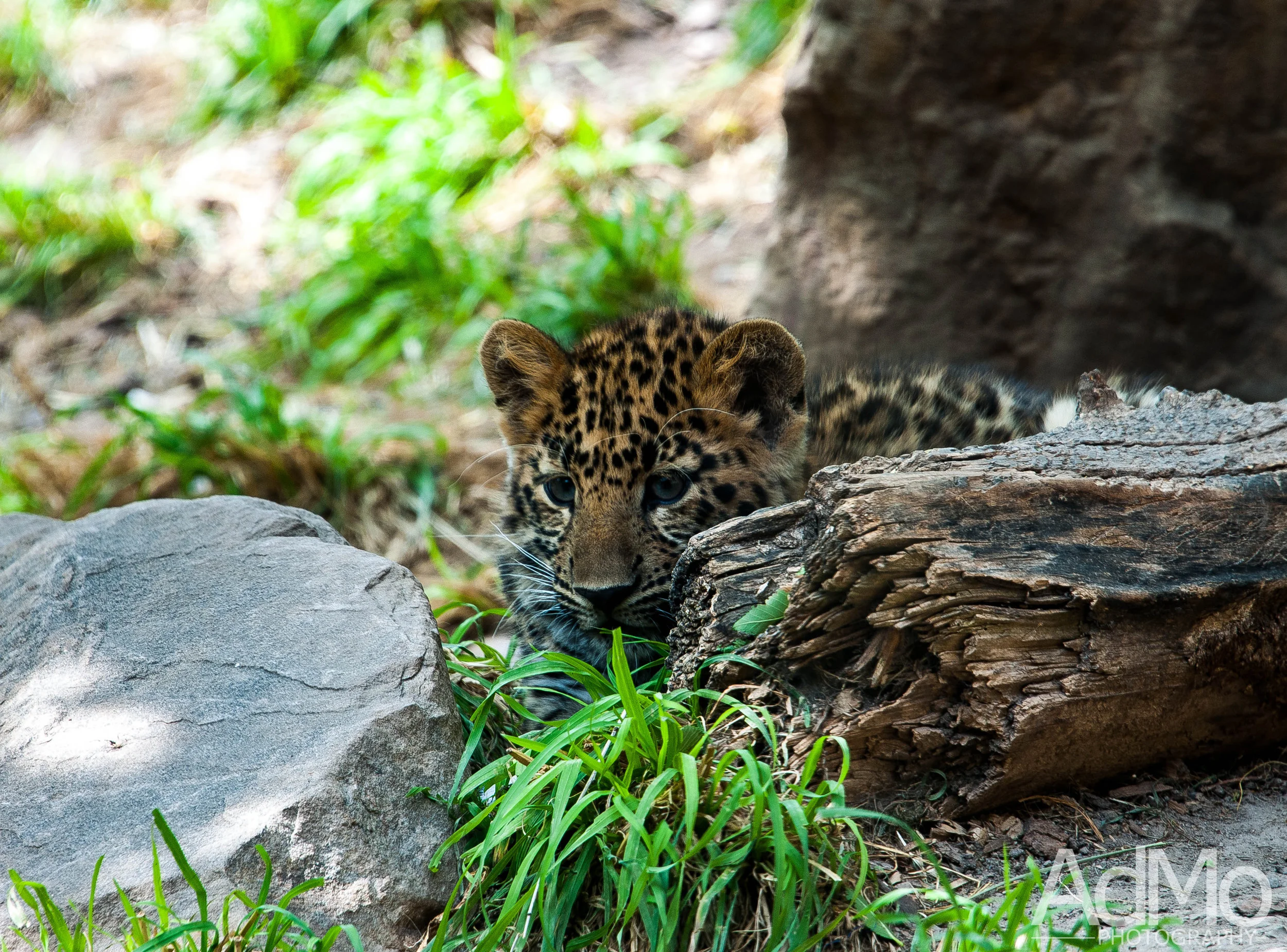 Hogle Zoo 2017 003.jpg