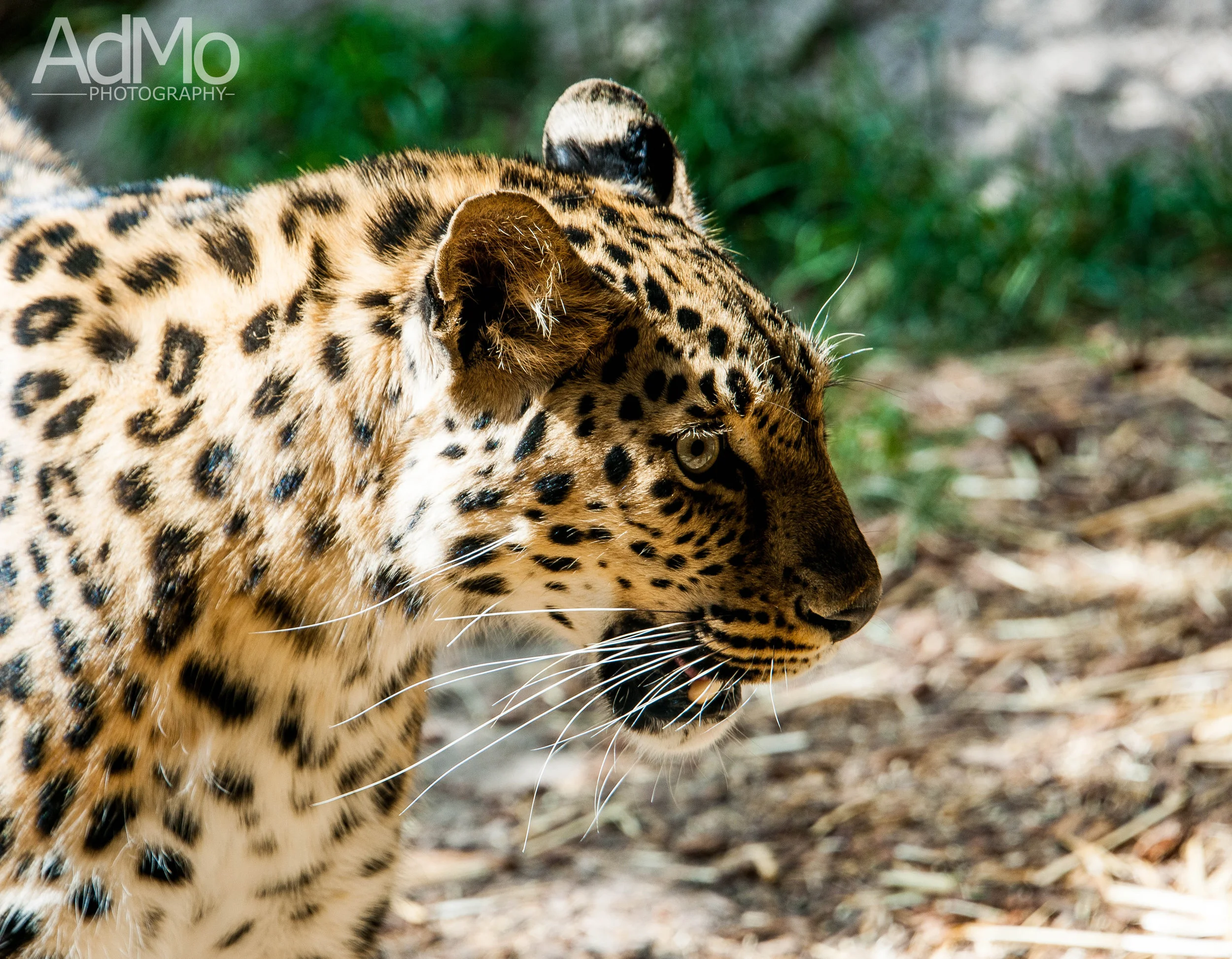 Hogle Zoo 2017 004.jpg