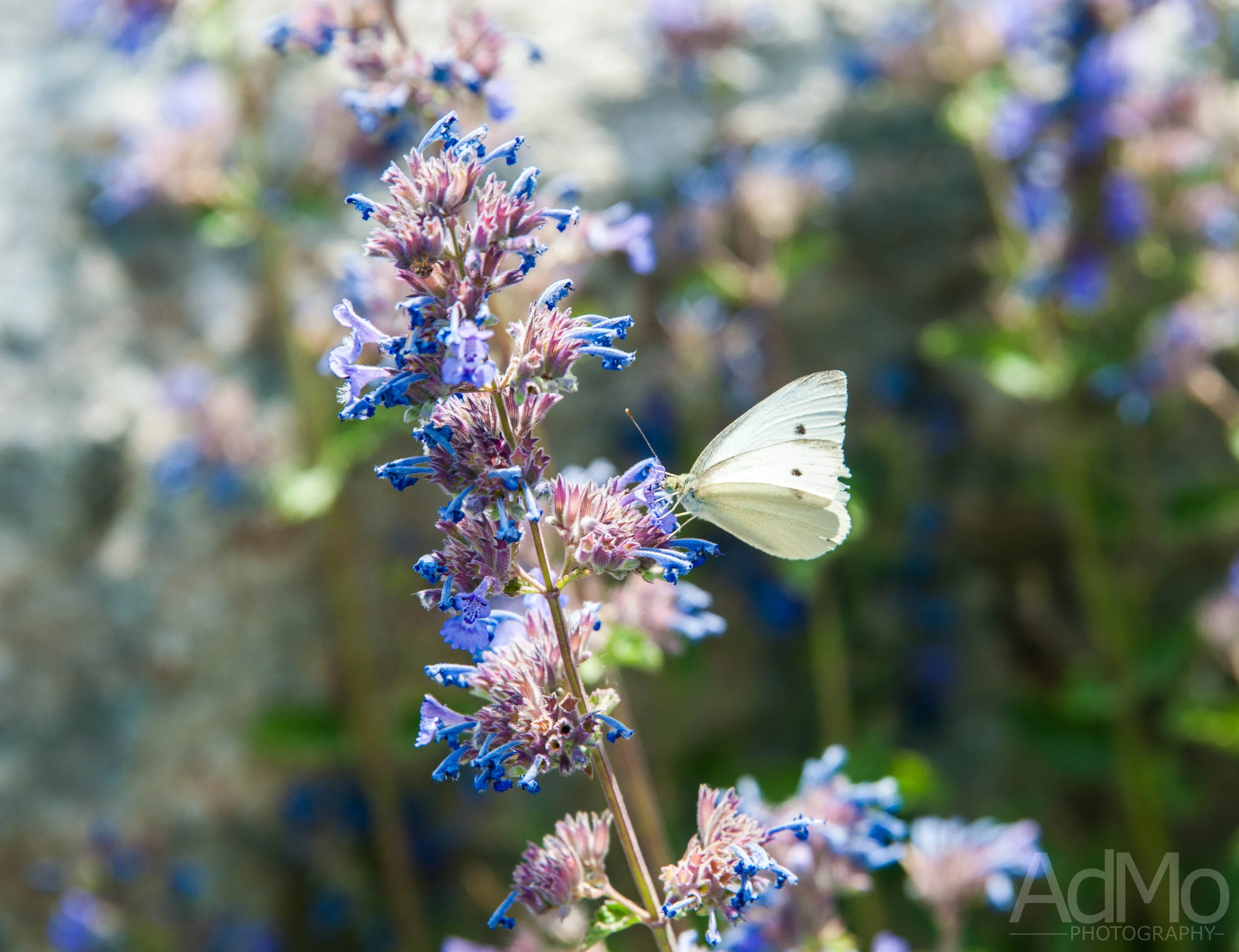 Hogle Zoo 2017 005.jpg