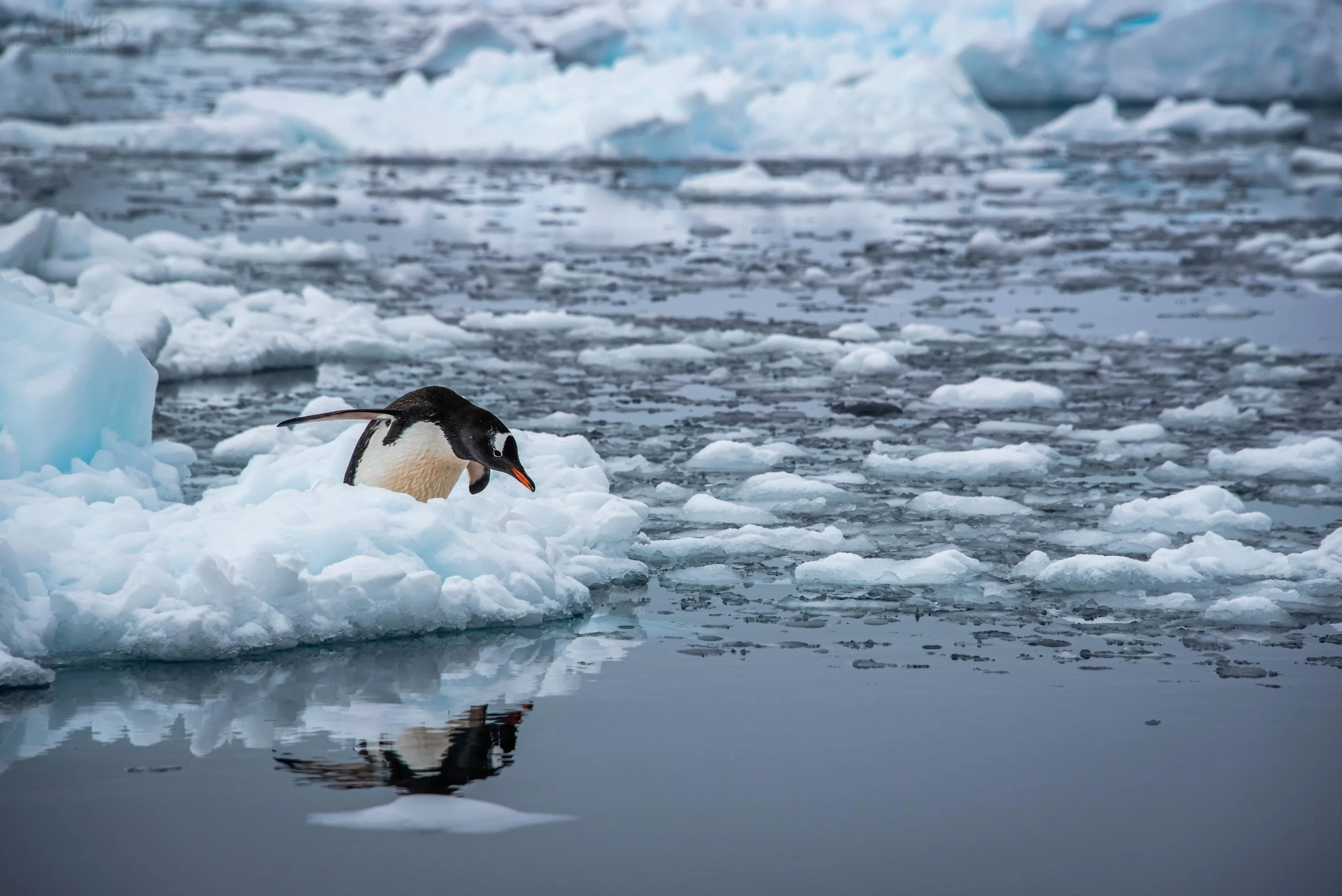 Antarctica - 6 - Neko Harbour-27.jpg