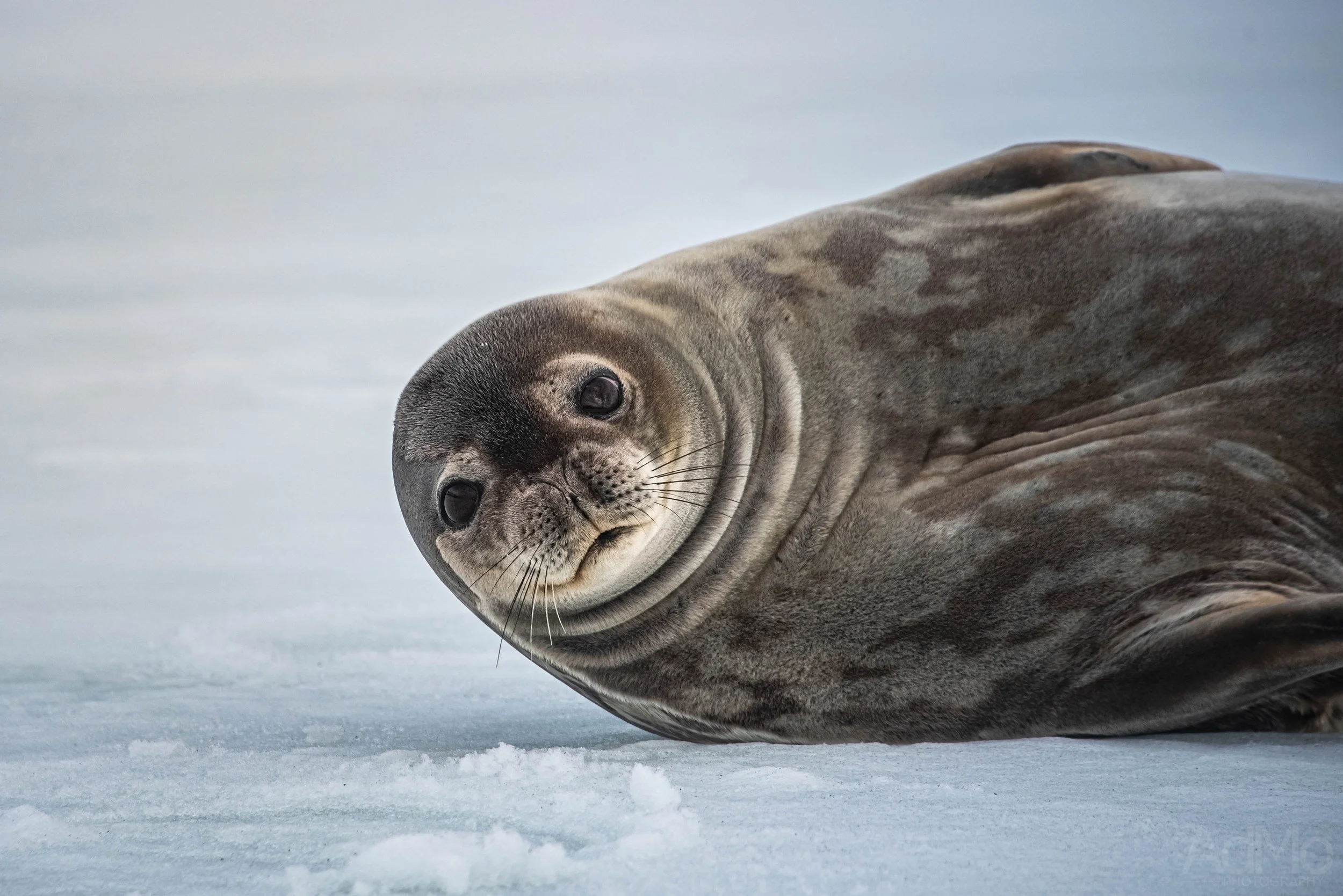 Antarctica - 6 - Vernadsky Station-16.jpg