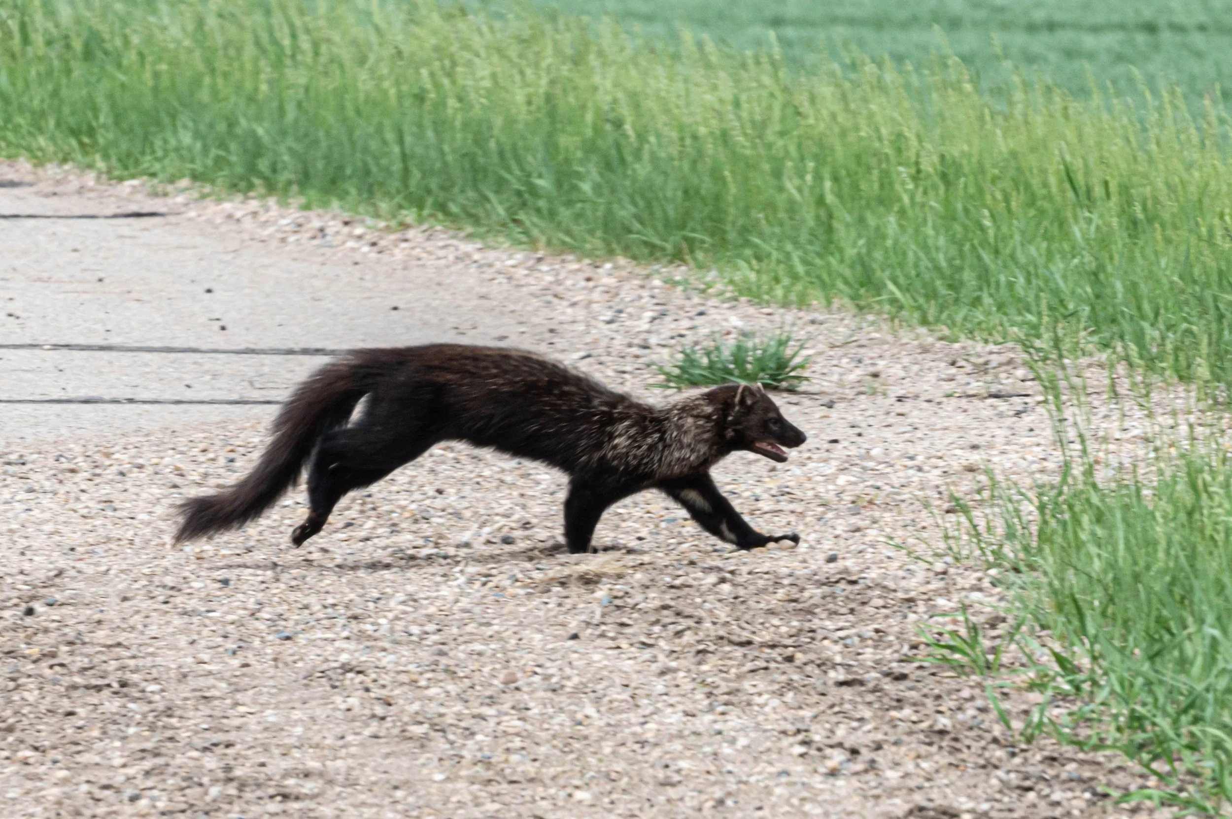 Fisher (large member of the weasel family)