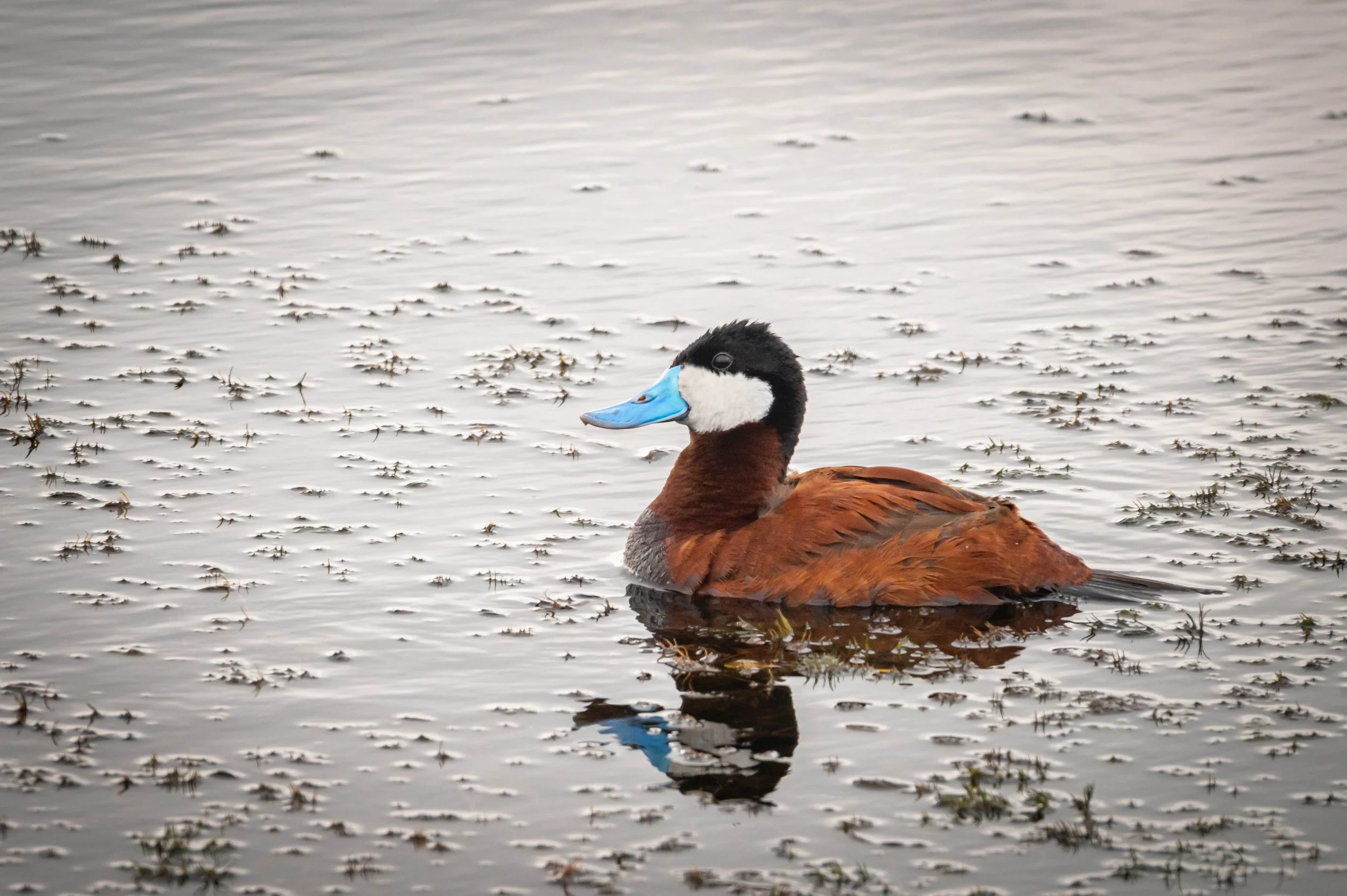 ND Wildlife-95.jpg