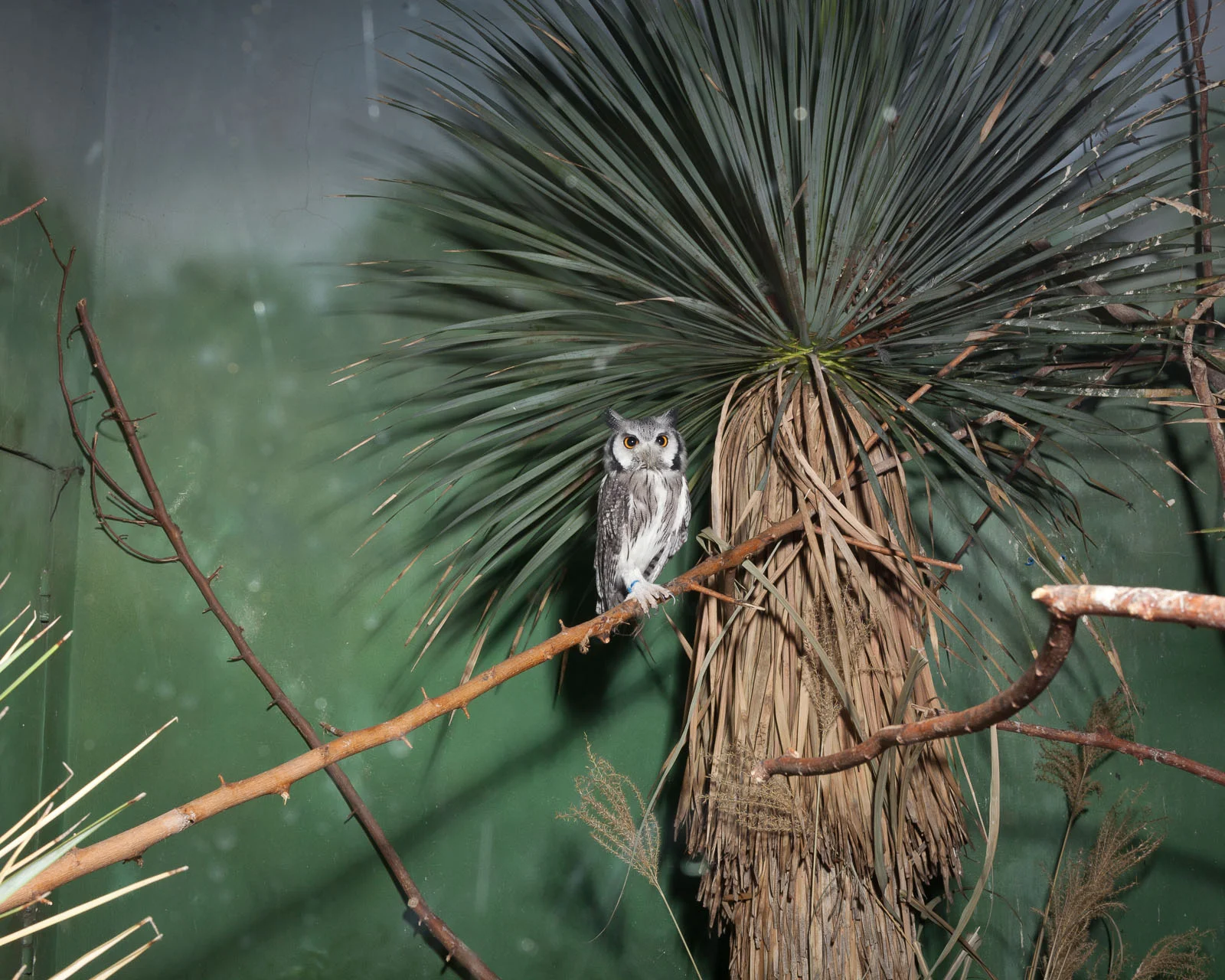 010_MARTINHYERS_WILLIAMMEBANE_zoo_.jpg