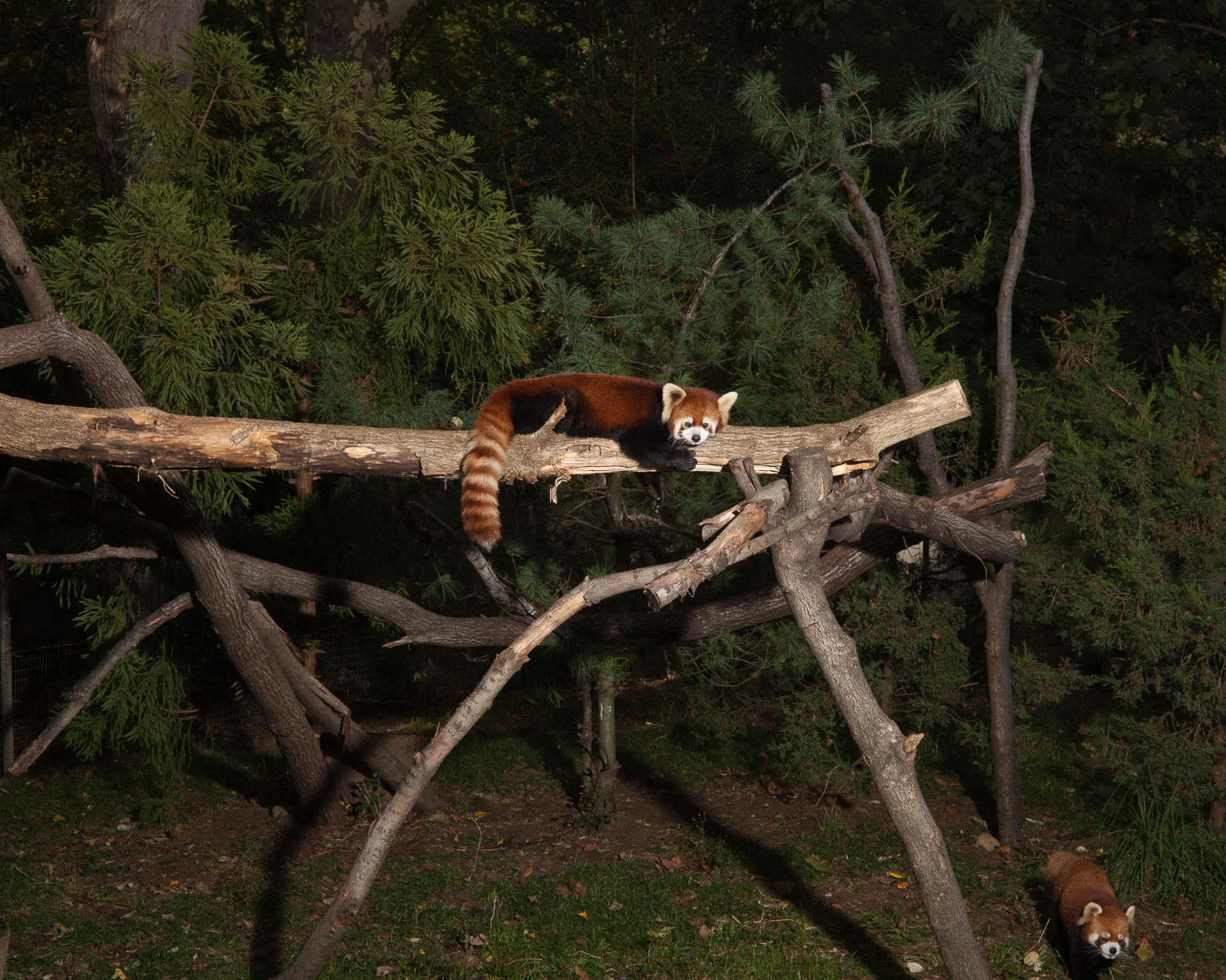 011_MARTINHYERS_WILLIAMMEBANE_zoo_.jpg