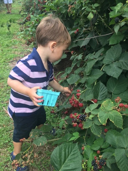 kenzi blackberry picking.jpg