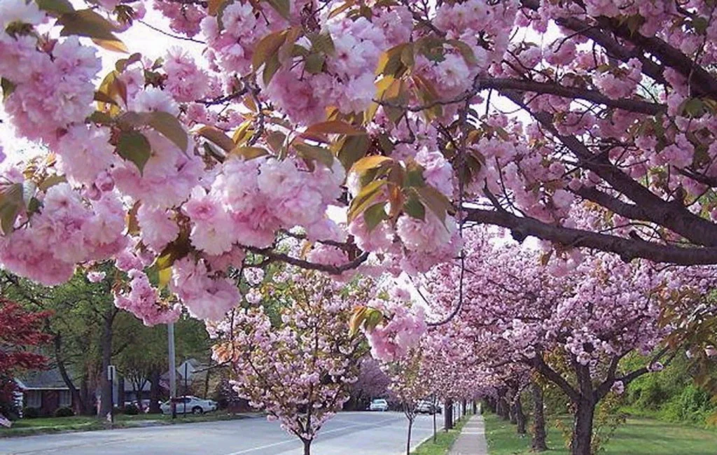 Cherry Hill.jpg