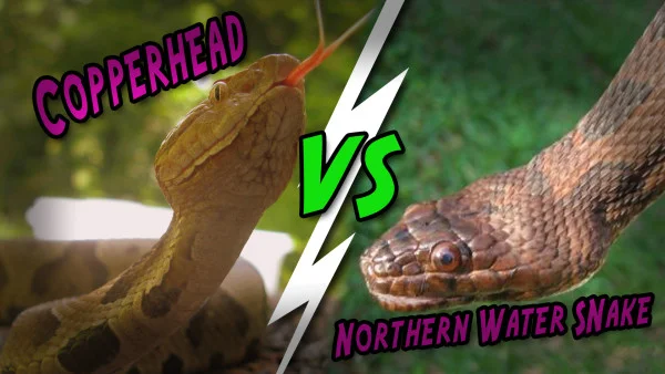 Copperhead vs Northern Water Snake 