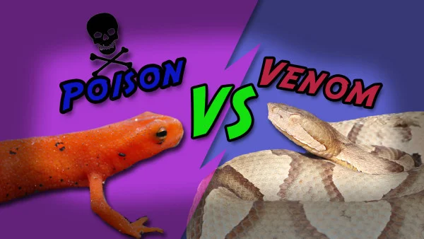 Poison vs Venom