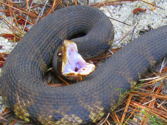 Life And Death In The Sandhills