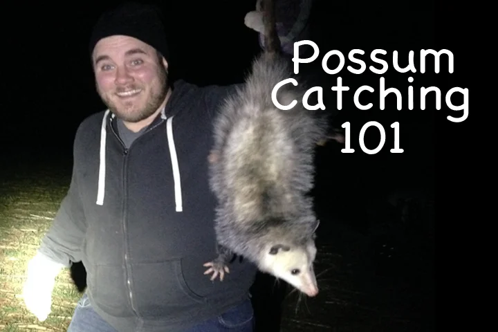 Possum Catching 101