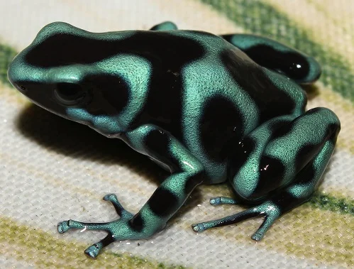 Dart Frog Unboxing