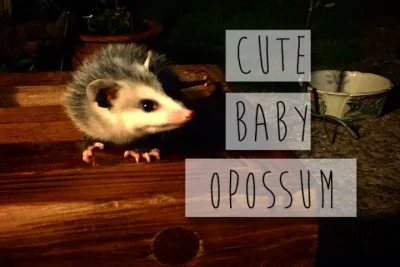 Cute Baby Opossum