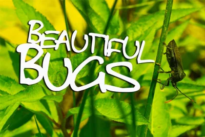 Beautiful Bugs