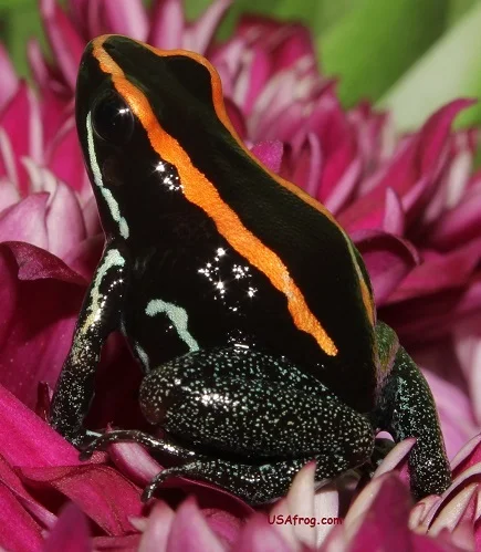 Vittatus.8