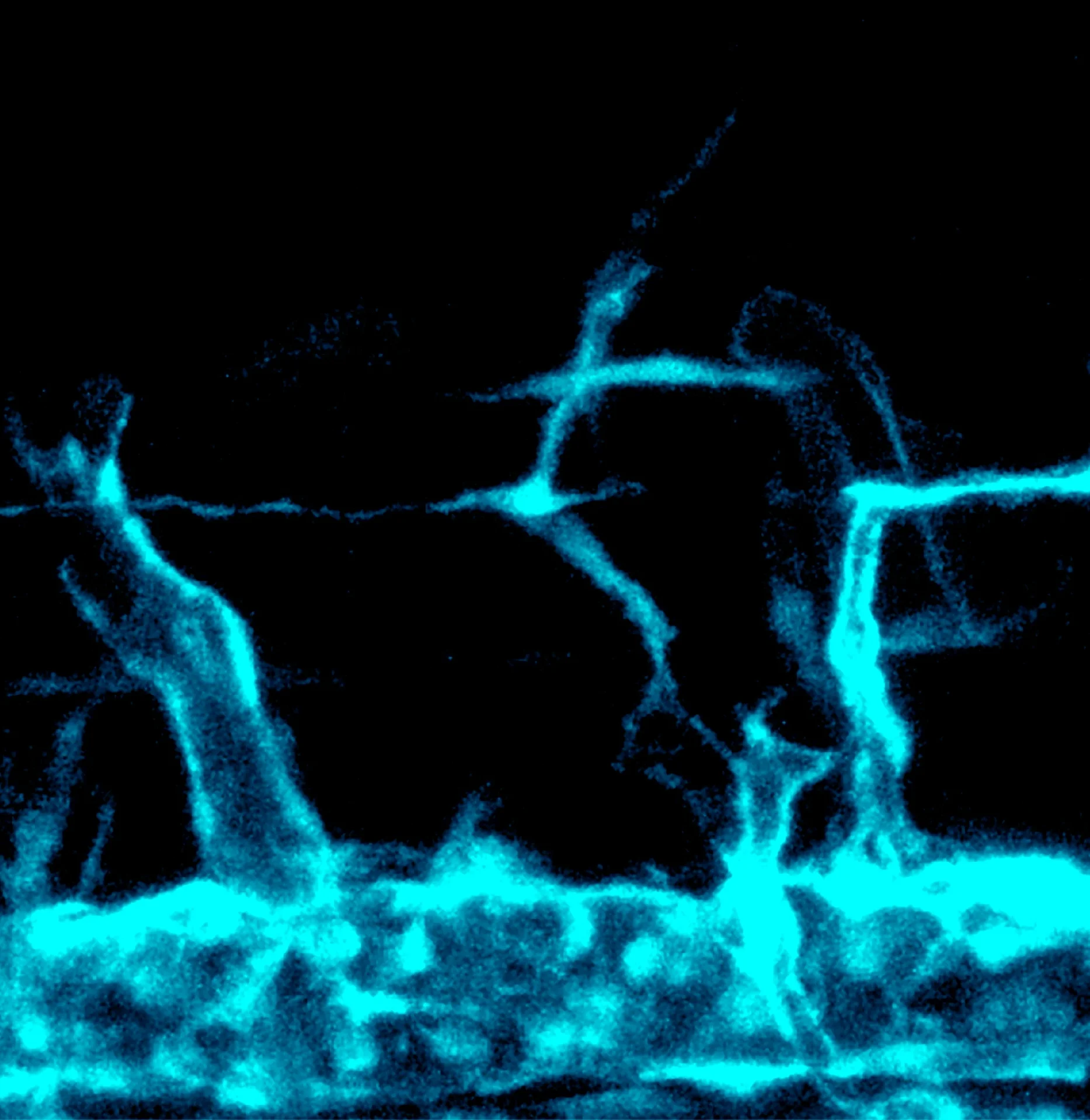 Forming lymphatic vasculature