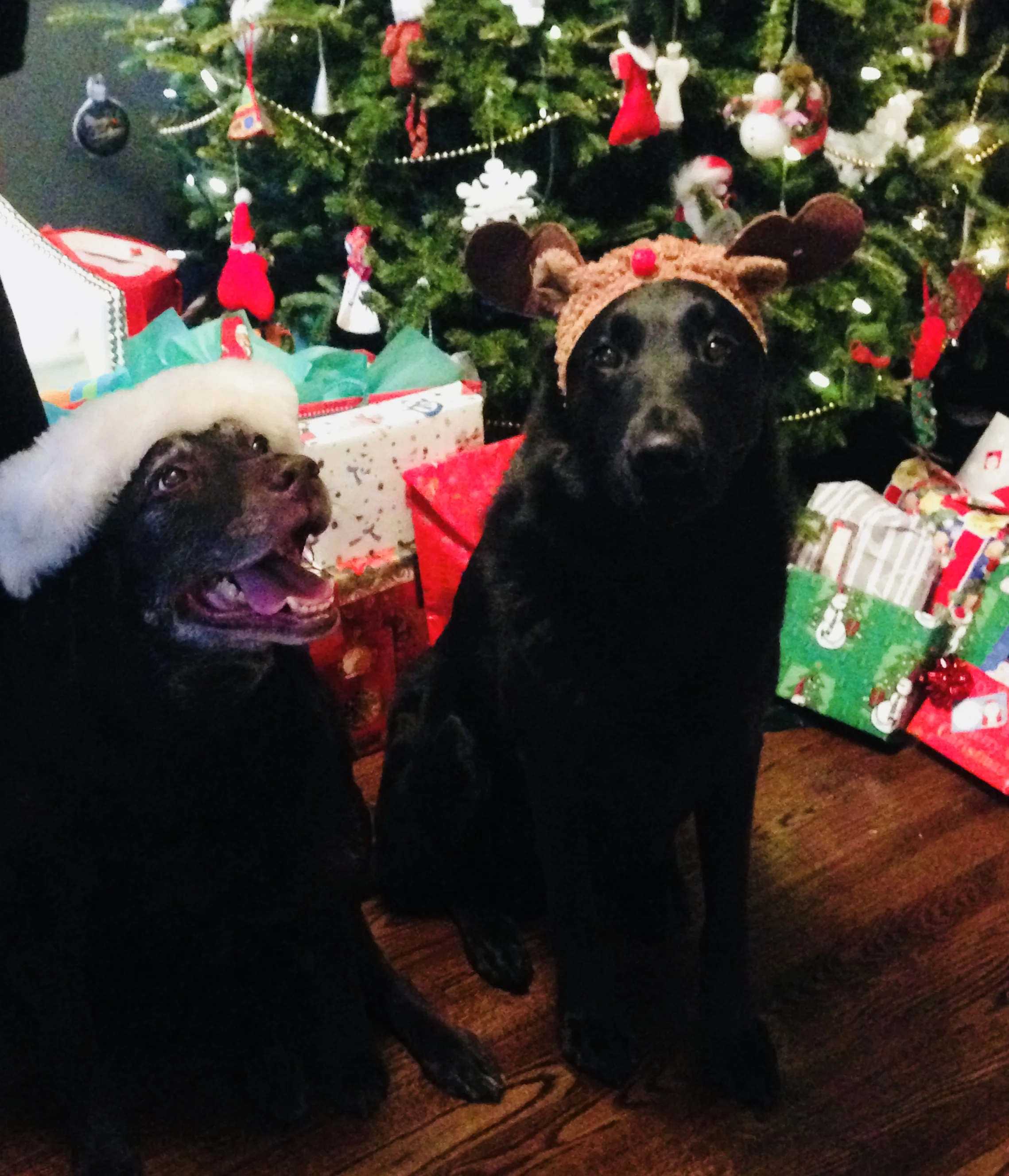 Today is 6 Months 'Til Christmas!