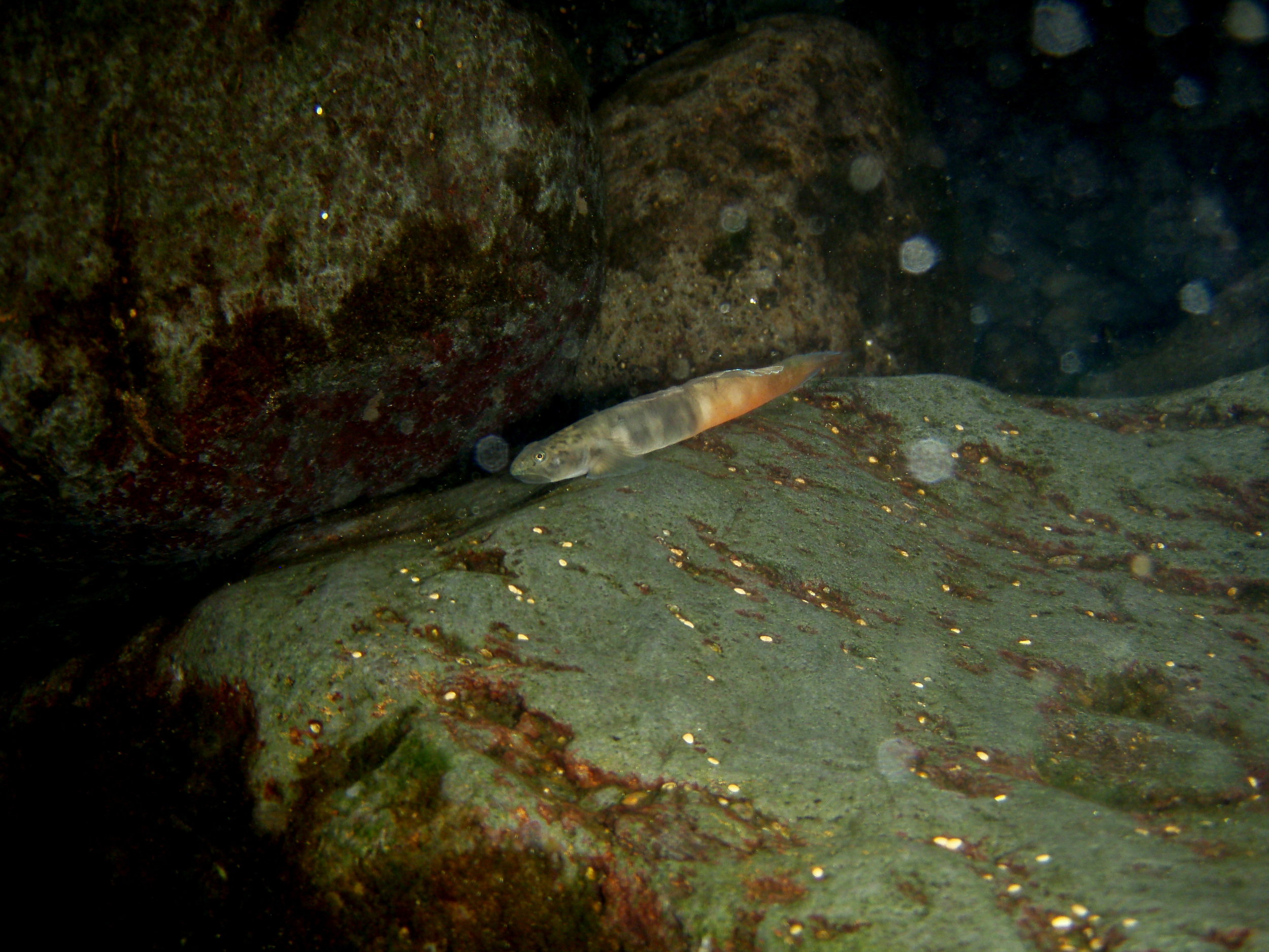 ʻOʻopu alamoʻo