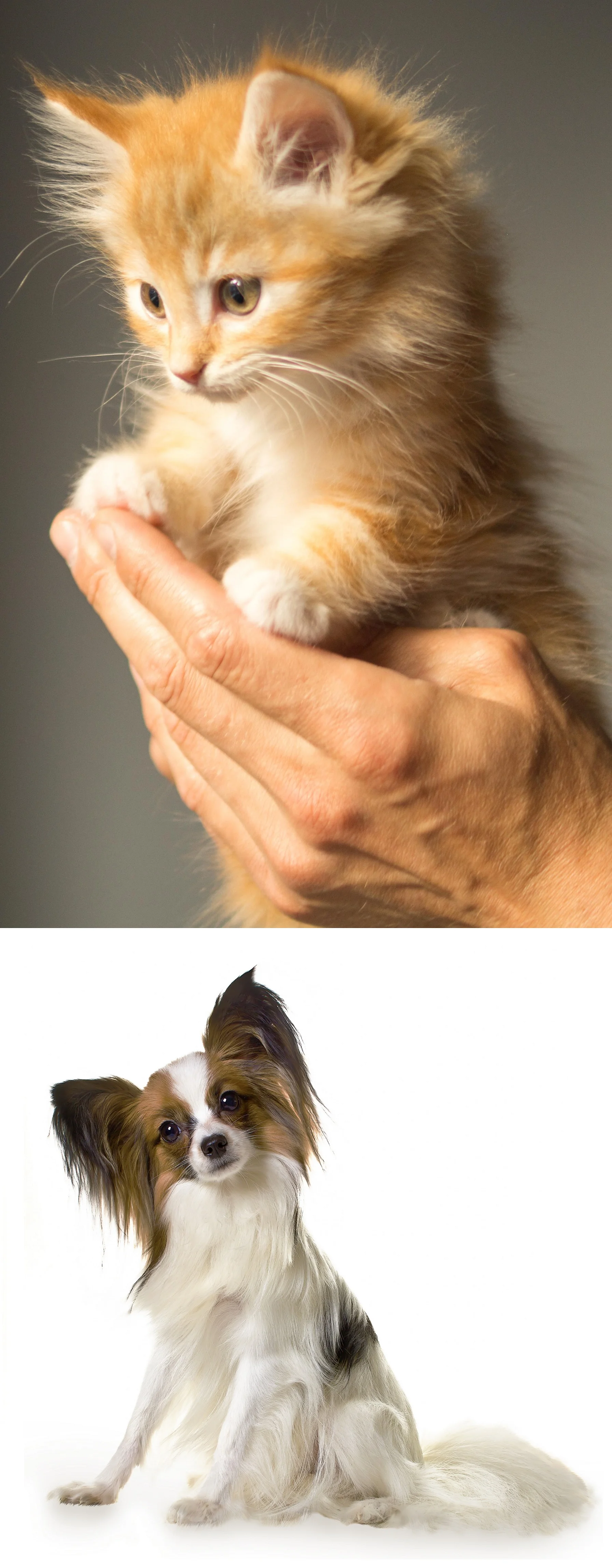 kitten and dog for scrolling