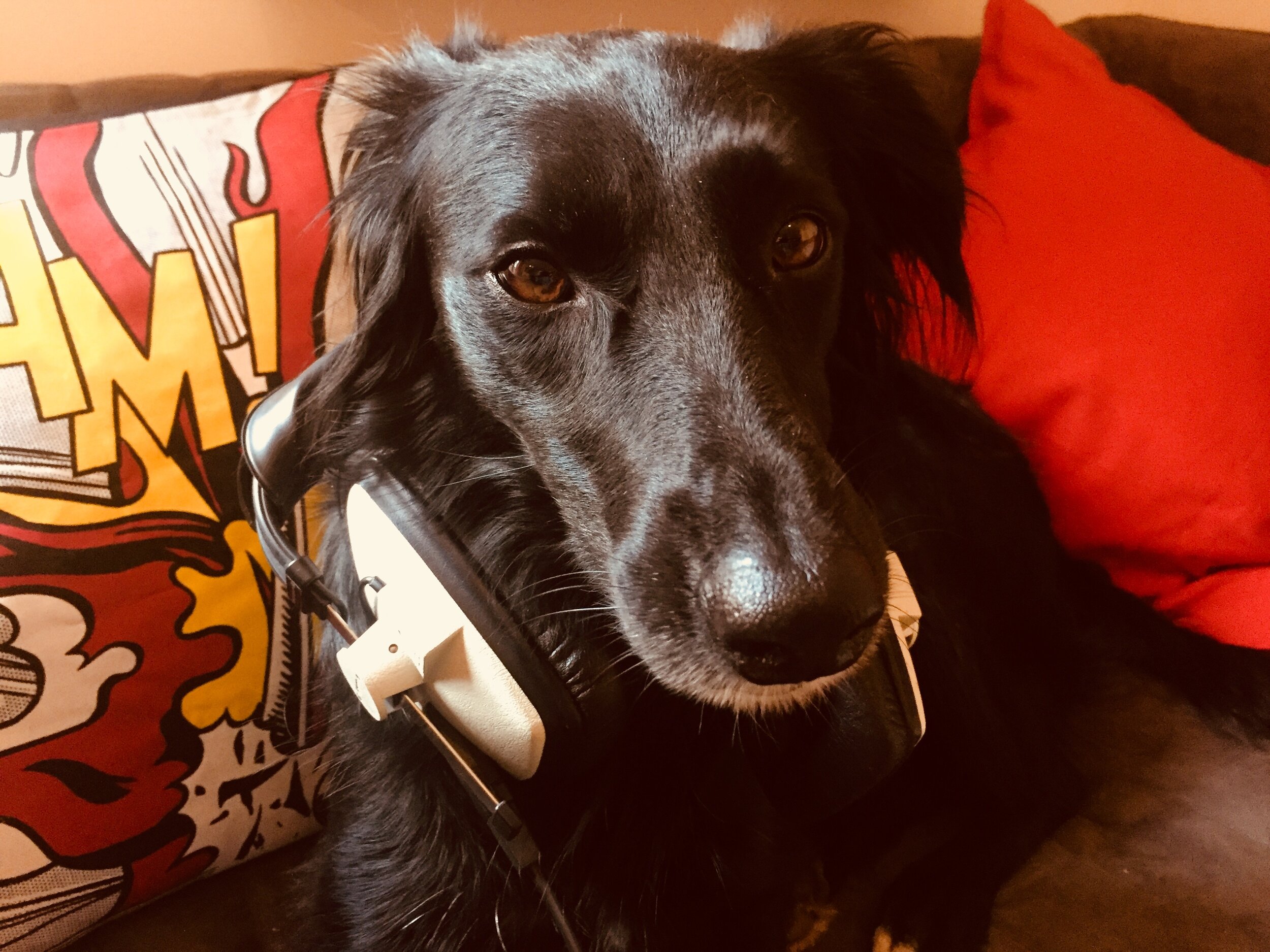 Dog Headphones.jpg