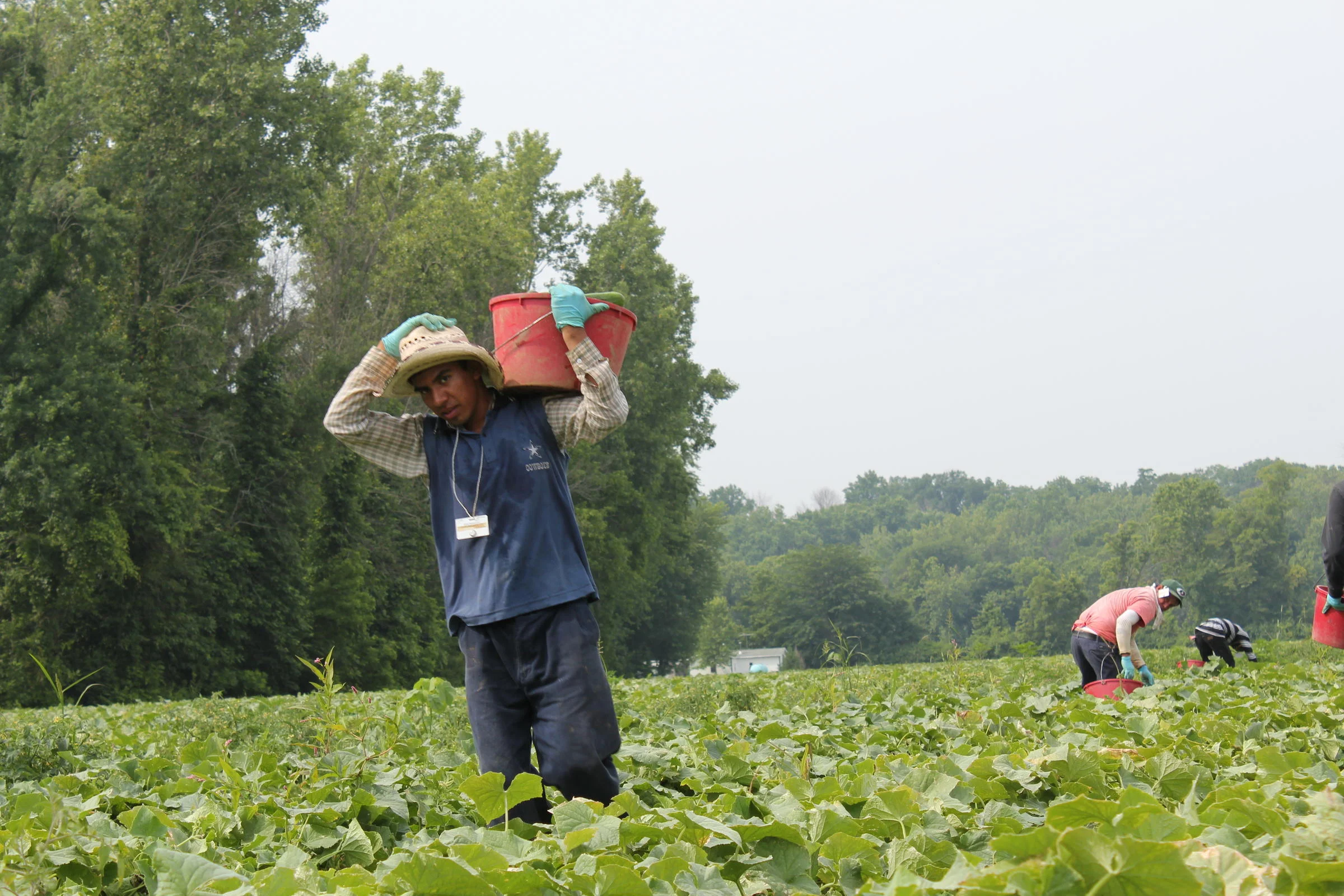 Michigan Agriculture's Push to Foreign Labor Leaves Migrant Advocates Concerned