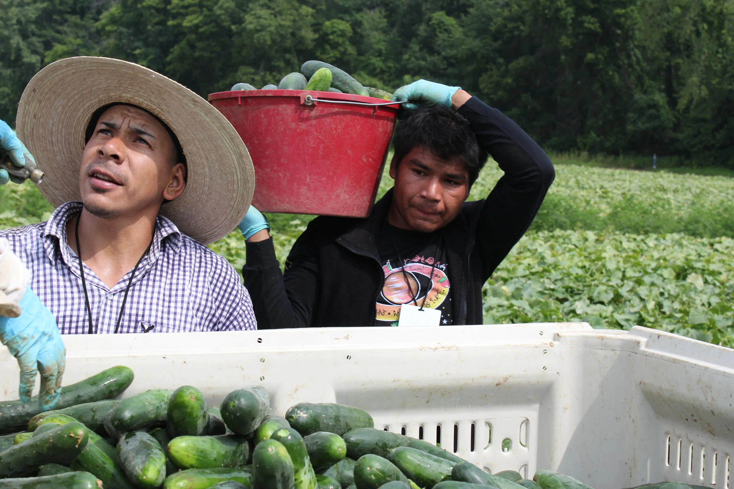 farmworker image.JPG