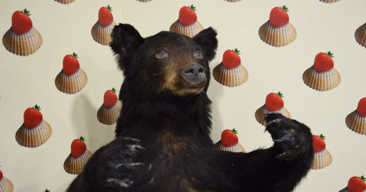 Seeing-Things-Bear.jpg