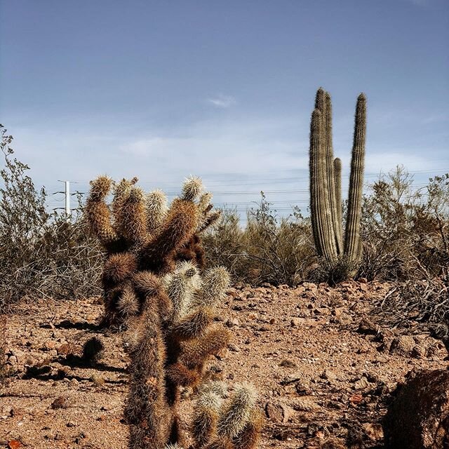 Don't use the phone. People are never ready to answer it. Use poetry. | Jack Kerouac .
.
.
.
.
.
.
.
.
.
#iphonography #landscapephotography #chattanoogaphotographer #arizona #cactus #jackkerouac #makemoreportraits #makemoreprints #wanderlust