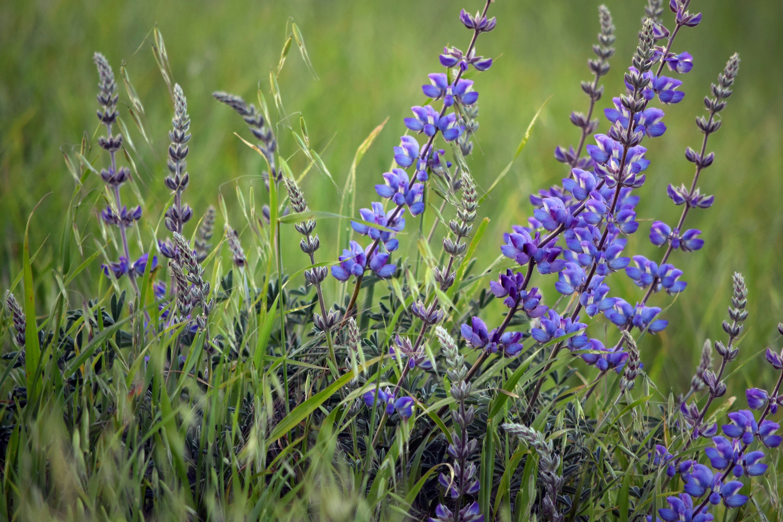 How to Harness Marma Therapy for Holistic Healing