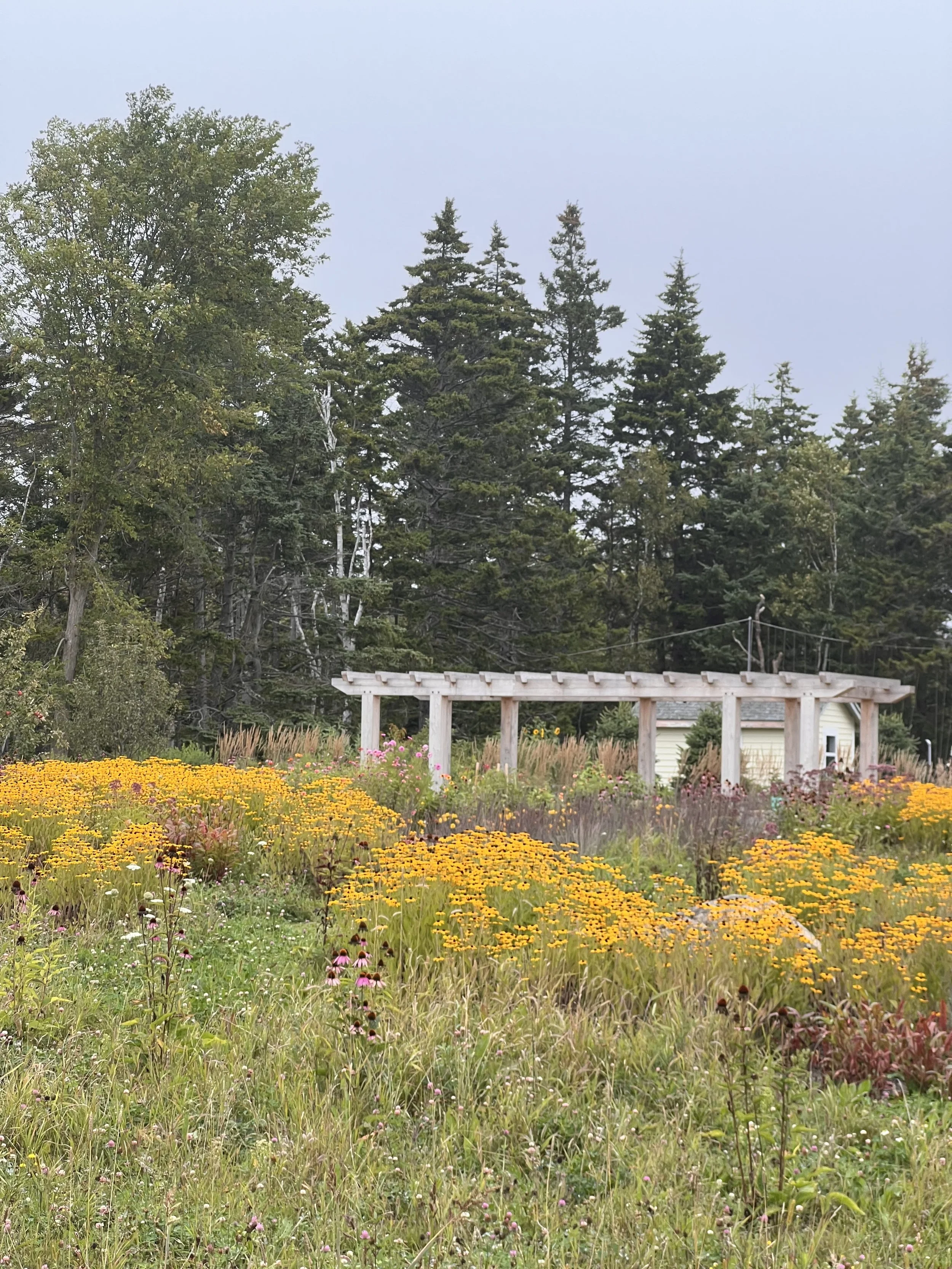 Meadow Planting