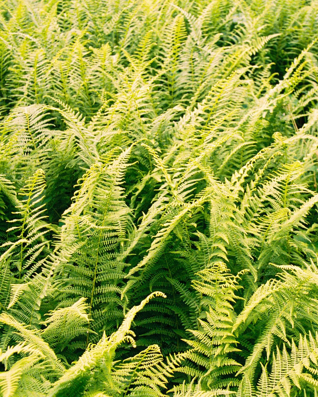 Hay-scented fern in Rockport