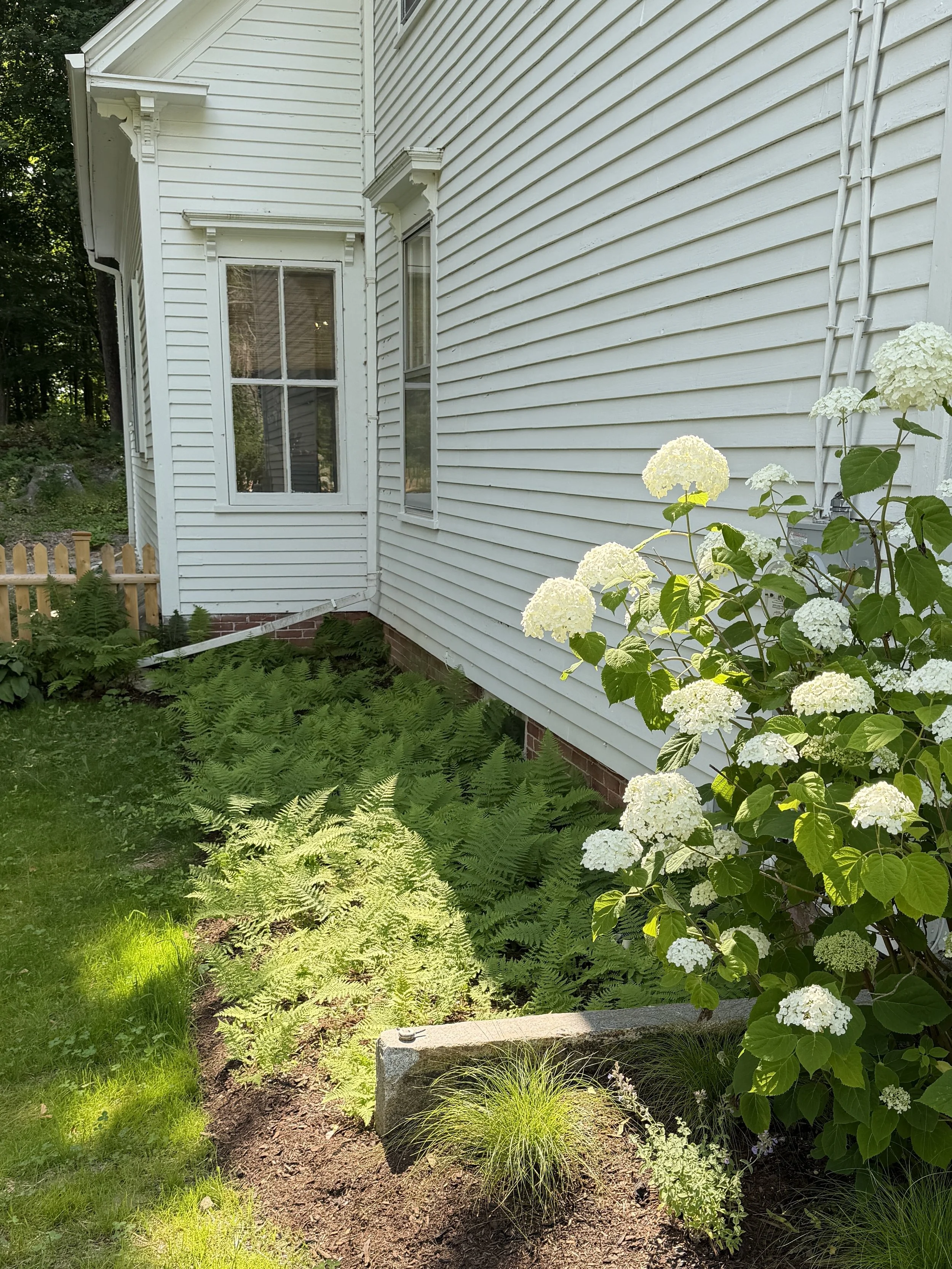 Hay-scented fern in Rockport