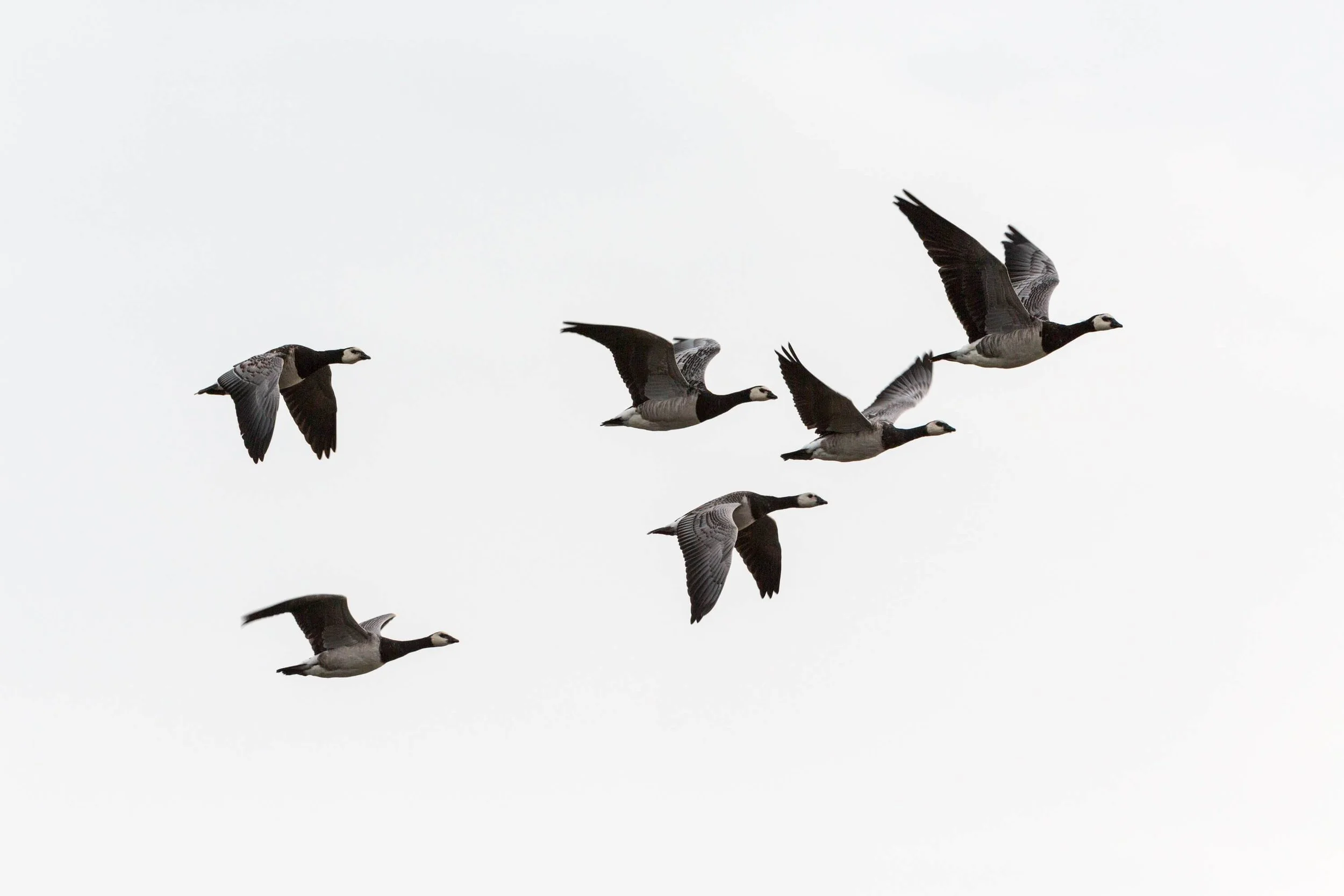 Wild Geese