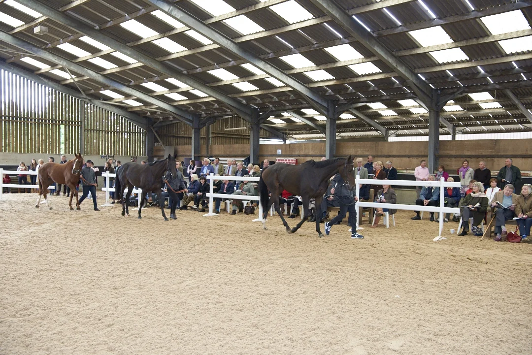 Sheila Tanist led by Adi followed by Coded Message and Molly followed by Princess Roxy and George