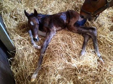 Ratfacemcdougall minutes after being born - kindly sent by his breeder Roger Lee