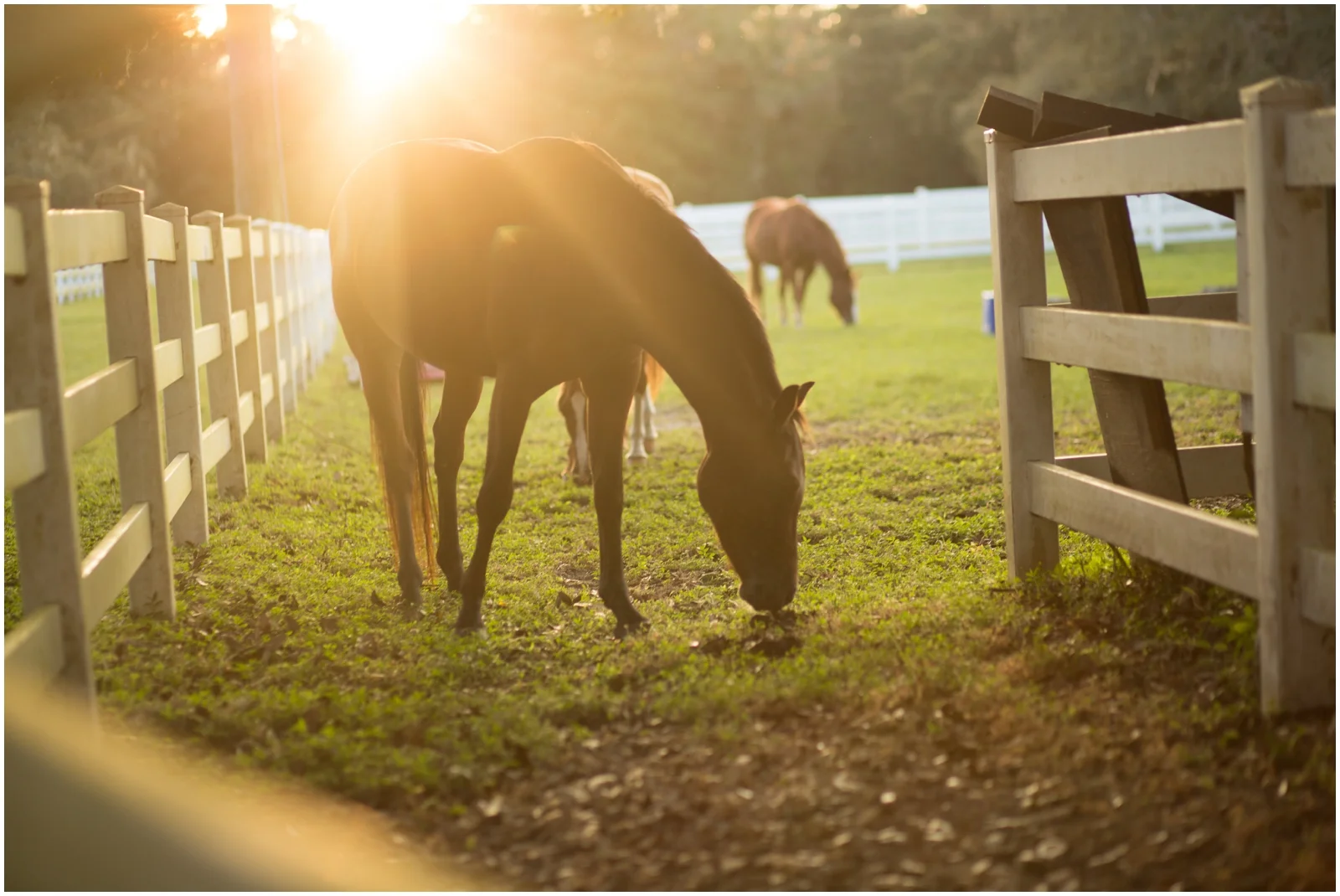 Romantic Barn Venue in Tampa Area. Stonebridge Weddings_0310.jpg