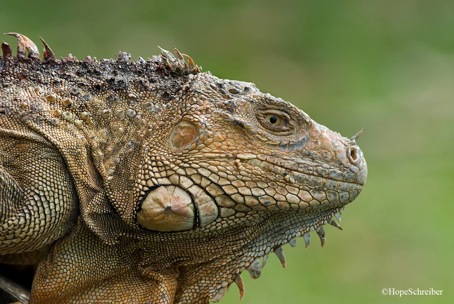Iguana