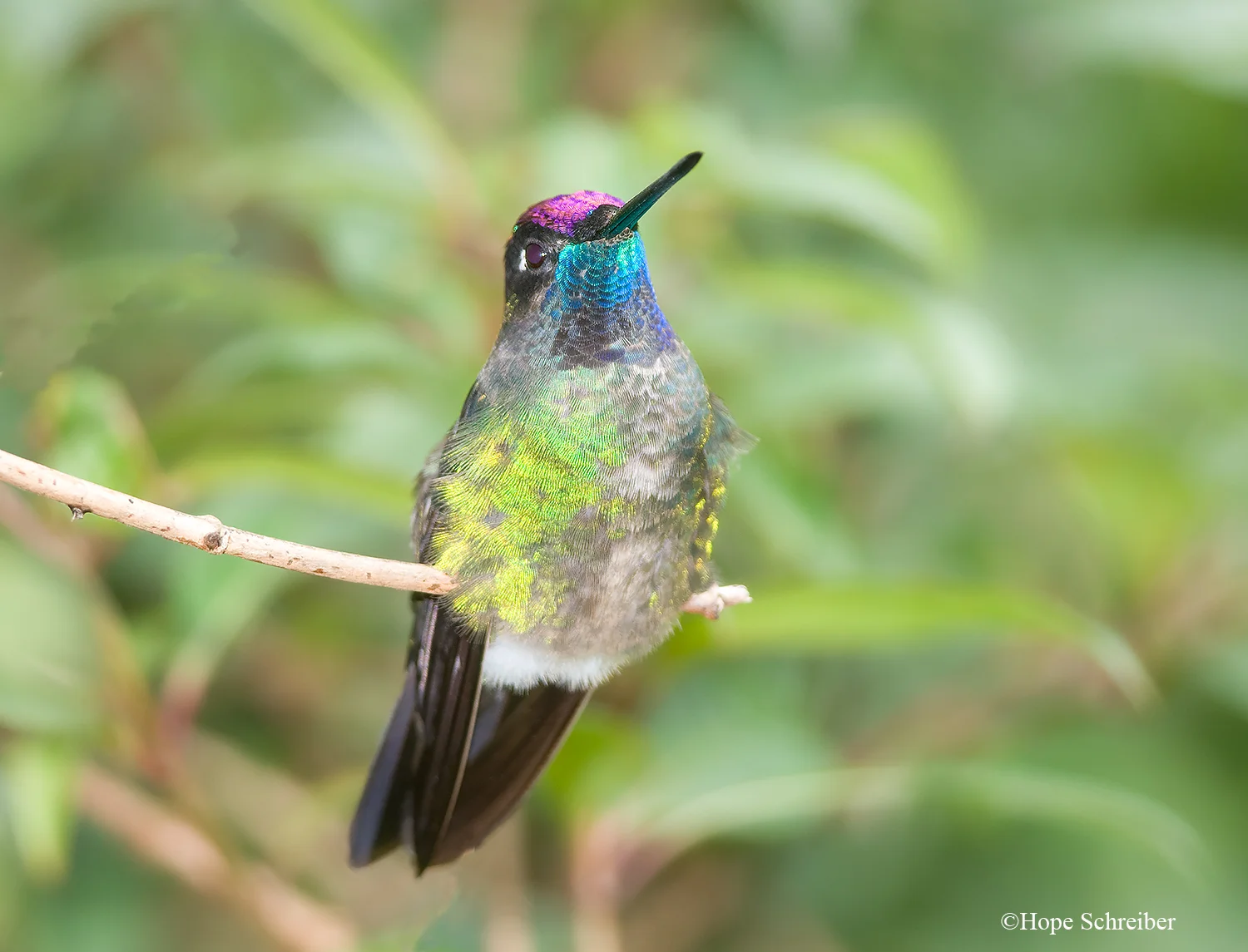 Hummingbird from Costa Rica
