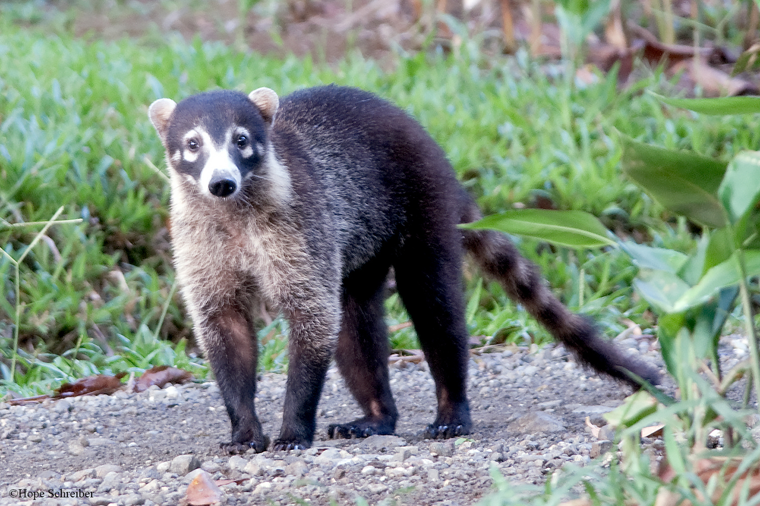 Coati